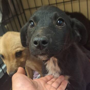 Samara -  Shepherd and Mixed Breed Dog for Adoption in Flagstaff, Arizona - Samara | PetCurious