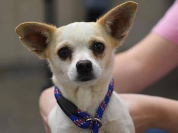 Leia -  Chihuahua Dog for Adoption in Portland, Oregon - Leia | PetCurious