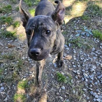 Rambo Ready -  Shepherd and Belgian Shepherd Malinois Dog for Adoption in Andover, Massachusetts - Rambo Ready | PetCurious