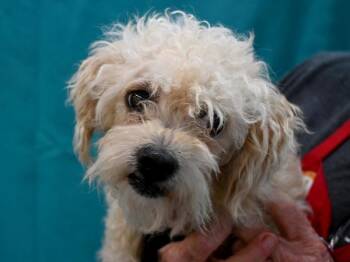 Santos -  Terrier and Mixed Breed Dog for Adoption in Portland, Oregon - Santos | PetCurious