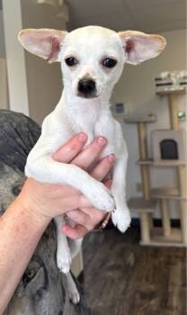 Rescue Chihuahua and Mixed Breed Dogs for Adoption in Willmar, Minnesota - Staten | PetCurious