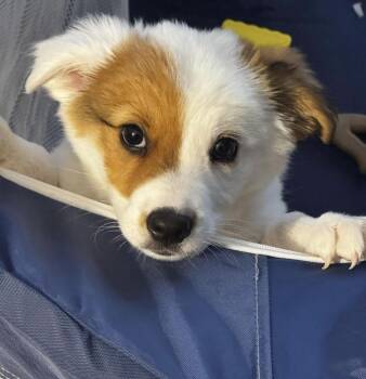 Cattle Dog Dogs Available for Adoption in Cheektowaga, New York - Tony | PetCurious