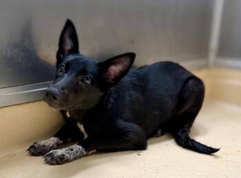 Shelby Lynn -  German Shepherd Dog and Australian Cattle Dog Blue Heeler Dog for Adoption in Burgaw, North Carolina - Shelby Lynn | PetCurious