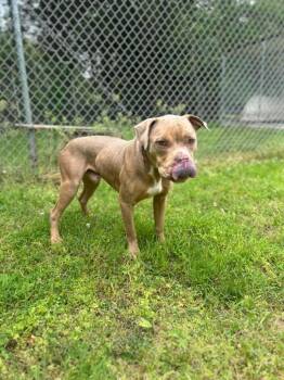 Asta -  Pit Bull Terrier Dog for Adoption in Russellville, Kentucky - Asta | PetCurious