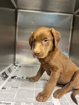 Chocolate Labrador Retriever Dogs Available for Adoption in Hopkinsville, Kentucky - Lavender | PetCurious
