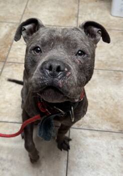 Rescue Mixed Breed Dogs for Adoption in Cincinnati, Ohio - Sugar Booger | PetCurious