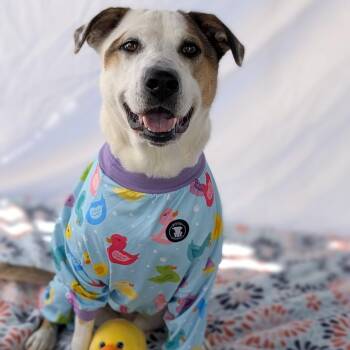 Mixed Breed Dogs Available for Adoption - Darlin