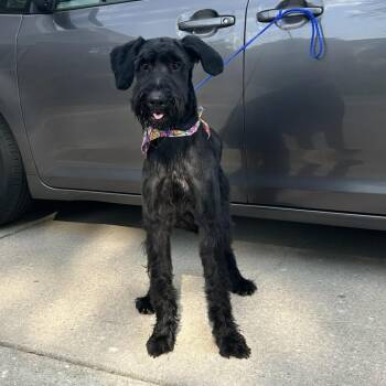 Milo -  Giant Schnauzer Dog for Adoption in Barrington, Illinois - Milo | PetCurious