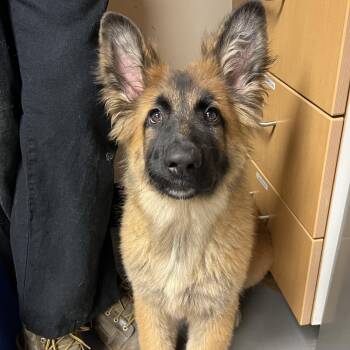 German Shepherd Dog Dogs Available for Adoption - Buddy | PetCurious