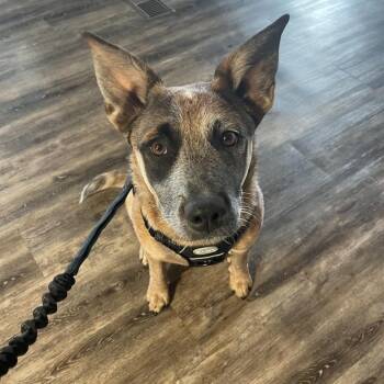 Australian Cattle Dog Blue Heeler Dogs Available for Adoption - Stitch | PetCurious