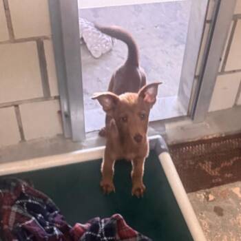 Creamer -  Labrador Retriever and Mixed Breed Dog for Adoption in Starkville, Mississippi - Creamer | PetCurious