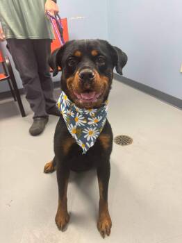 Letty -  Rottweiler Dog for Adoption in Zanesville, Ohio - Letty | PetCurious