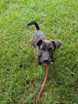 Rumble -  Pit Bull Terrier and Mountain Cur Dog for Adoption in Mt. Juliet, Tennessee - Rumble | PetCurious