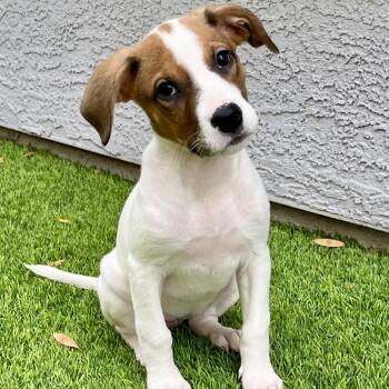 Chihuahua Dogs Available for Adoption - Skipper | PetCurious