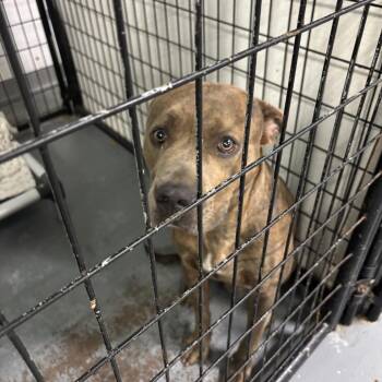 Troy Bolton -  Terrier Dog for Adoption in St. Louis, Missouri - Troy Bolton | PetCurious
