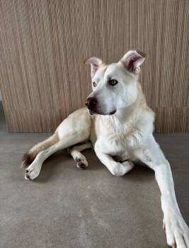 Rescue Husky Dogs for Adoption in Colleyville, Texas - Obi | PetCurious