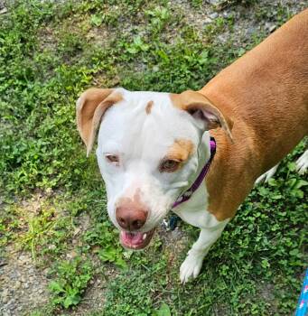Jade -  Mixed Breed Dog for Adoption in Highland, New York - Jade | PetCurious