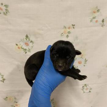 A613153 -  Pit Bull Terrier Dog for Adoption in Modesto, California - A613153 | PetCurious