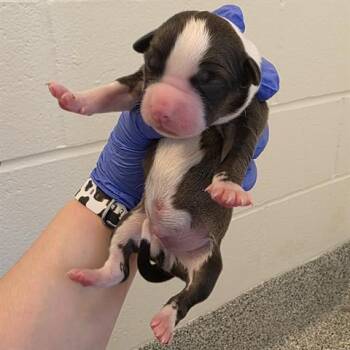 Rescue American Staffordshire Terrier and Mixed Breed Dogs for Adoption in Houston, Texas - A645061 | PetCurious