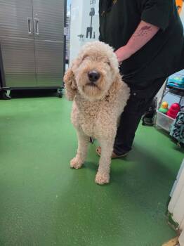 Teddy - At shelter -  Standard Poodle Dog for Adoption in Rustburg, Virginia - Teddy - At Shelter | PetCurious