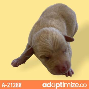 Labrador Retriever Dogs Available for Adoption - Louie | PetCurious