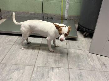 LECHA -  Chihuahua and Mixed Breed Dog for Adoption in Grand Prairie, Texas - LECHA | PetCurious