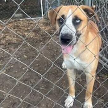 Mixed Breed and Yellow Labrador Retriever Dogs Available for Adoption - Billy | PetCurious