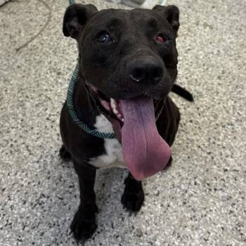 Amelia Badelia -  American Staffordshire Terrier and Mixed Breed Dog for Adoption in Hattiesburg, Mississippi - Amelia Badelia | PetCurious