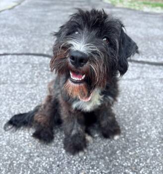 Winn Dixie in NH Come Meet our Adoptable Dogs Wednesday-Saturday -  Schnauzer and Poodle Dog for Adoption in Manchester, New Hampshire - Winn Dixie In NH Come Meet Our Adoptable Dogs Wednesday-Saturday | PetCurious