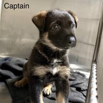 Captain -  Mixed Breed Dog for Adoption in Otisfield, Maine - Captain | PetCurious