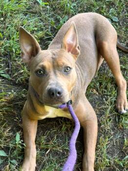 Elaris -  Pit Bull Terrier Dog for Adoption in Crete, Illinois - Elaris | PetCurious