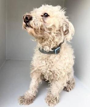 A658298 -  Poodle and Mixed Breed Dog for Adoption in Houston, Texas - A658298 | PetCurious