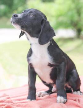 Mixed Breed Dogs Available for Adoption in Groveland, Massachusetts - Thumper | PetCurious