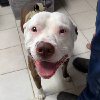 Rescue Mixed Breed Dogs for Adoption in Savannah, Georgia - Duo | PetCurious