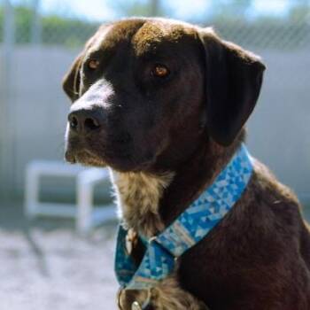 Labrador Retriever Dogs Available for Adoption in Cincinnati, Ohio - Tawny | PetCurious