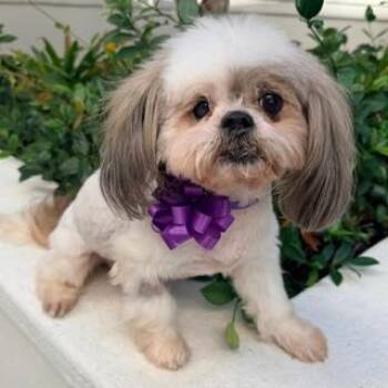 YAHTZEE -  Shih Tzu Dog for Adoption in Santa Monica, California - YAHTZEE | PetCurious
