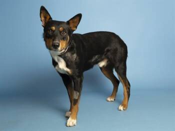 ROSCOE -  German Shepherd Dog and Mixed Breed Dog for Adoption in Phoenix, Arizona - ROSCOE | PetCurious