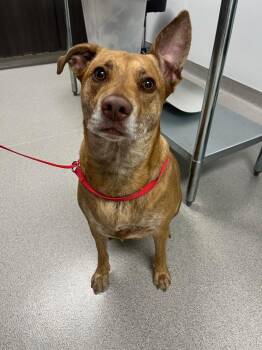 Mixed Breed Dogs Available for Adoption in Minot, North Dakota - Cleo | PetCurious