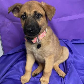 Mixed Breed Dogs Available for Adoption in North Myrtle Beach, South Carolina - Kinder | PetCurious