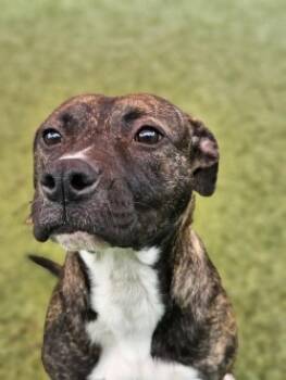 Rescue Mixed Breed Dogs for Adoption in Savannah, Georgia - Rosie | PetCurious