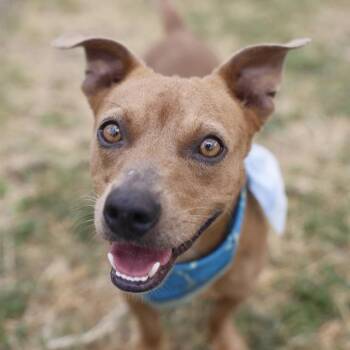 BILLY -  Dachshund Dog for Adoption in San Antonio, Texas - BILLY | PetCurious
