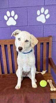 Great Pyrenees and Golden Retriever Dogs Available for Adoption in North Prairie, Wisconsin - **LAVETA** | PetCurious