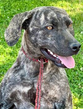Mixed Breed Dogs Available for Adoption in Groveland, Massachusetts - Emma | PetCurious