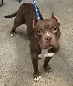 Mikayla -  Pit Bull Terrier Dog for Adoption in Cleveland, Ohio - Mikayla | PetCurious