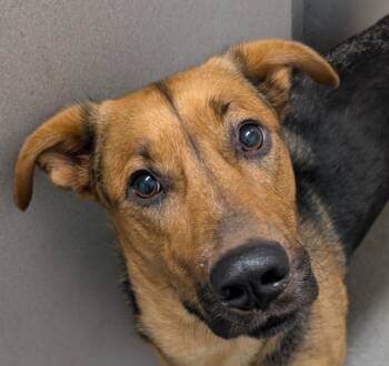 Rescue Shepherd Dogs for Adoption in Des Moines, Iowa - Lennox | PetCurious