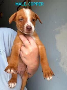 Copper -  Mixed Breed Dog for Adoption in Stephens City, Virginia - Copper | PetCurious