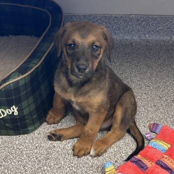 Mixed Breed Dogs Available for Adoption in Cooperstown, New York - Robin | PetCurious