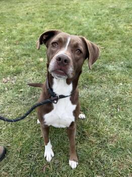 Rescue Chocolate Labrador Retriever Dogs for Adoption in Delhi, New York - Bonita | PetCurious