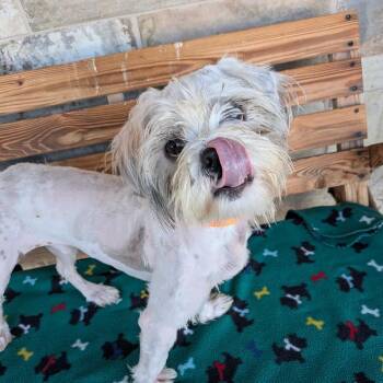 STANLEY -  Maltese Dog for Adoption in Chico, California - STANLEY | PetCurious