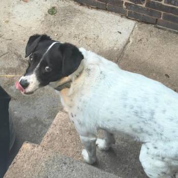 Mixed Breed Dogs Available for Adoption in Tunkhannock, Pennsylvania - Jack | PetCurious